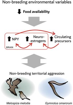 Neuroendocrine Mechanisms Underlying Non-breeding Aggression: Common Strategies Between Birds and Fish